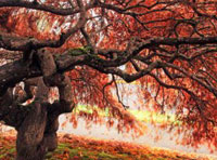 ddos在线攻击平台